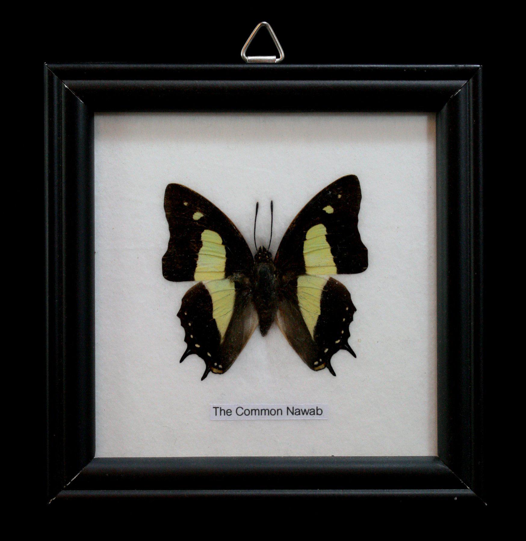 Premium Single Riker Mounted Butterfly Display Case - Framed Insect Specimen for Collectors & Science Education | Perfect for Home Decor, Classroom Displays & Nature Exhibits