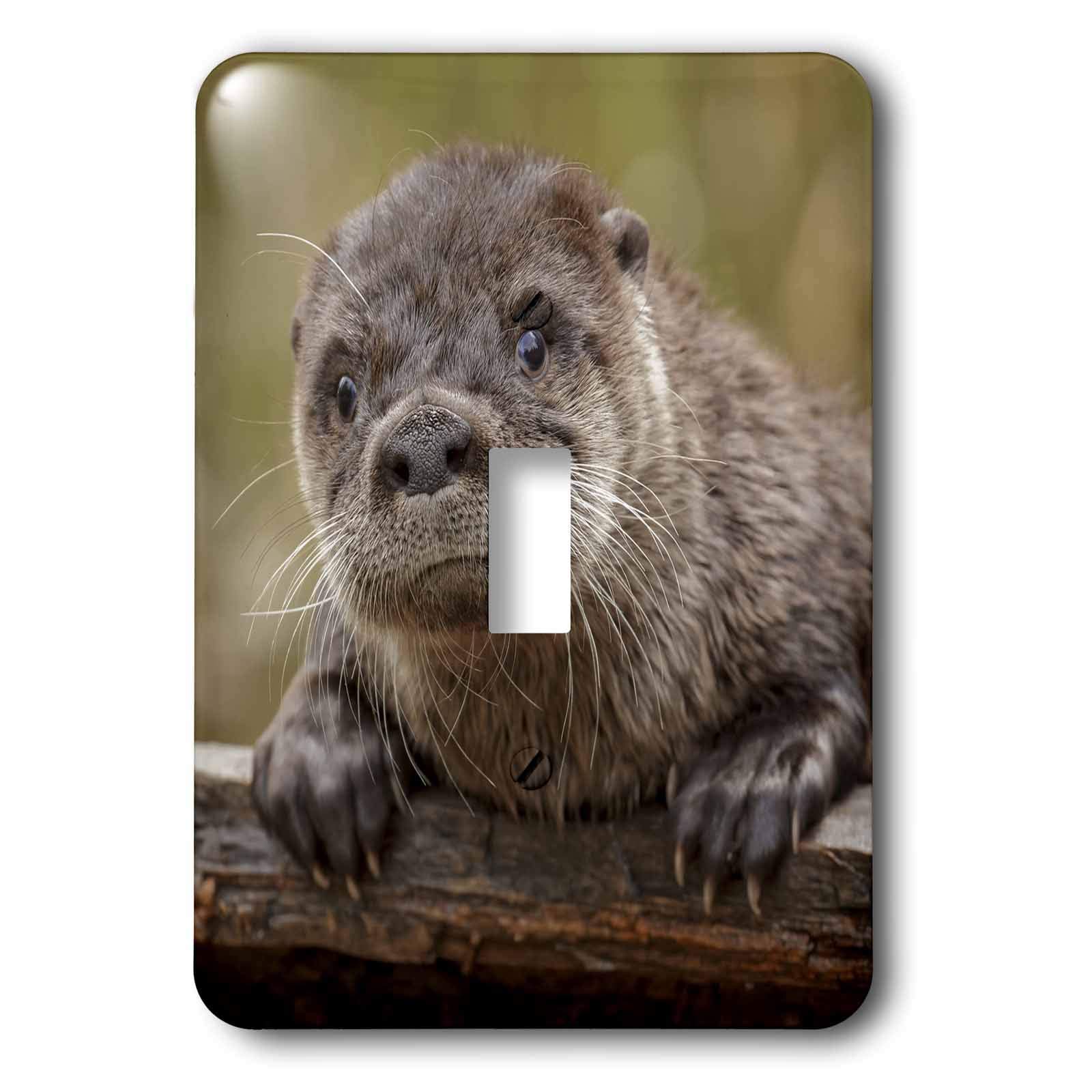 3D Rose North American River Otter Light Switch Cover - Double Toggle Size, Decorative Wall Plate for Home, Bedroom, Kitchen & Bathroom - Wildlife Animal Theme Home Decor