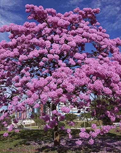 Purple Tabebuia Trumpet Tree (Tabebuia Impetiginosa) - 5 Live Plants in 4 Inch Pots - Beautiful Flowering Tree for Landscaping, Gardens & Outdoor Decor