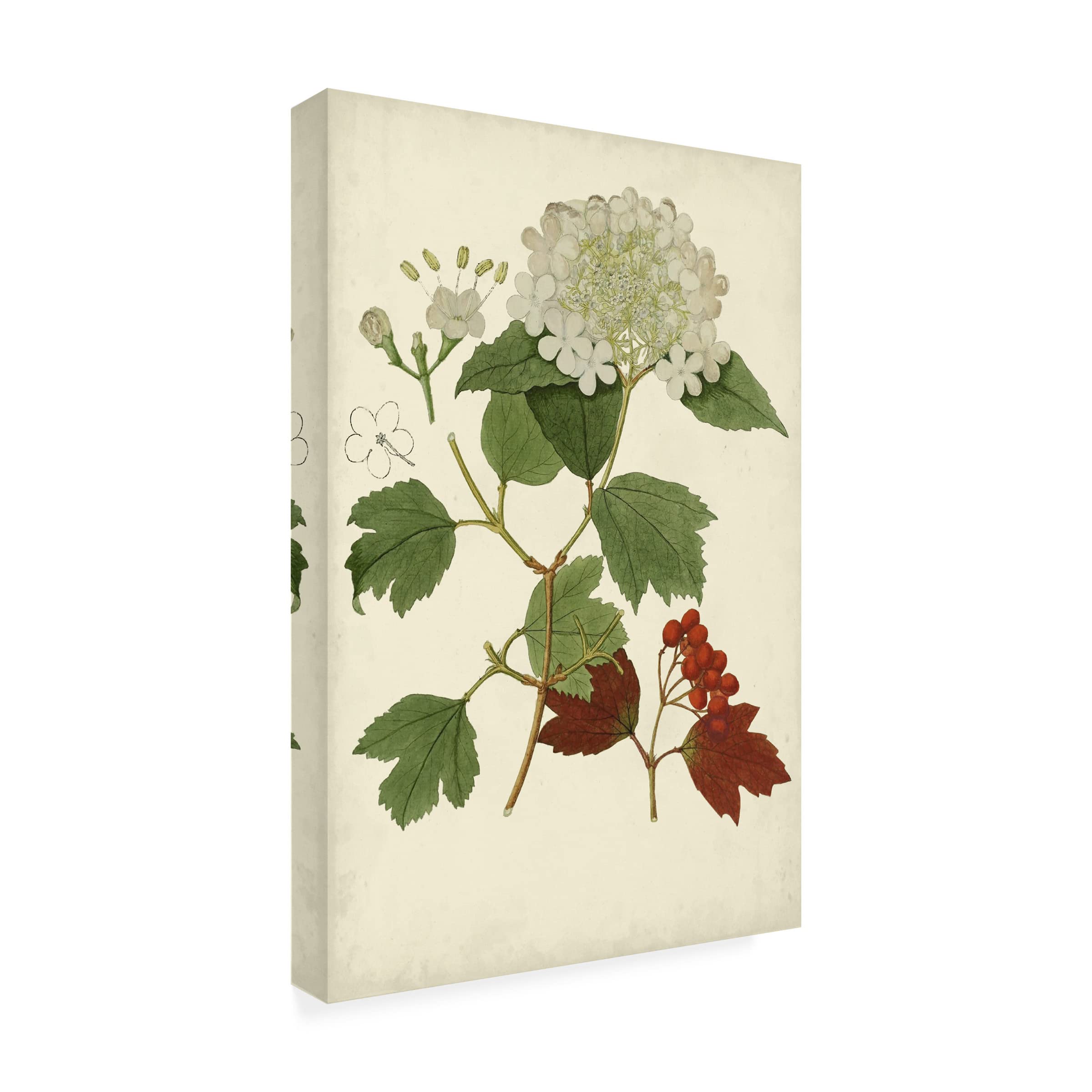 Trademark Fine Art 'Flowering Viburnum I' Canvas Wall Art Print - Botanical Floral Painting for Living Room, Bedroom & Office Decor