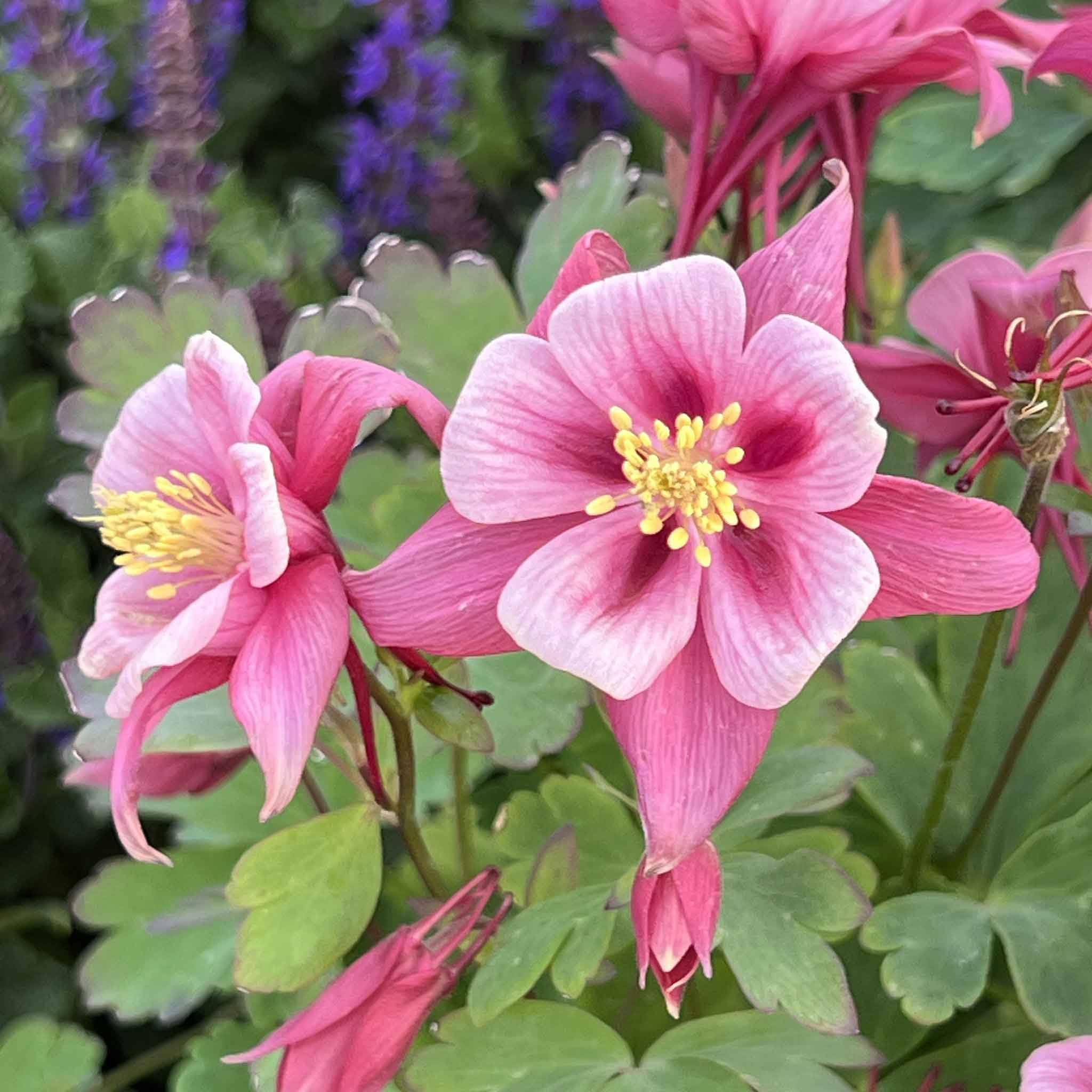 Eden Brothers Columbine Seeds - Rose Star | Aquilegia Flower Seeds for Garden Planting | Perfect for Borders, Rock Gardens & Cut Flower Arrangements