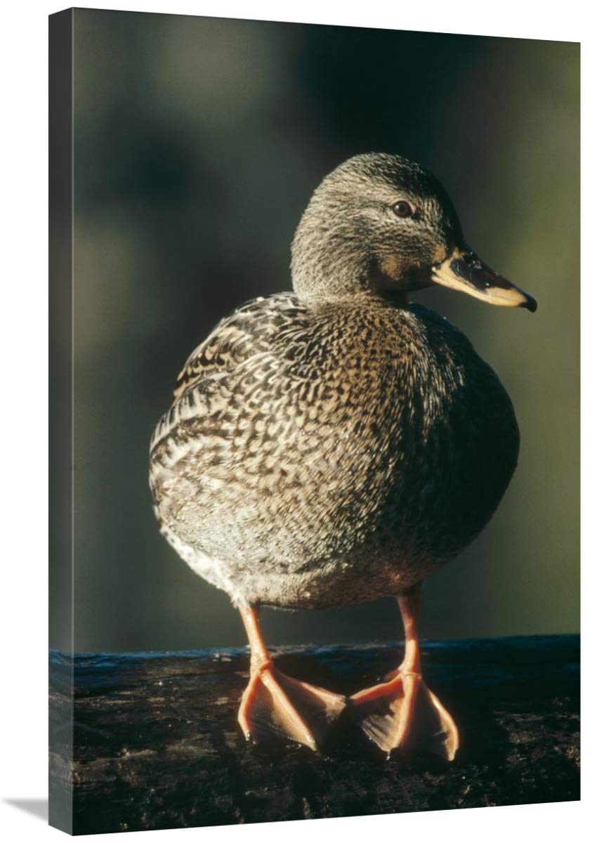 20 x 30 Inch Mallard Female Duck Portrait Wall Art - North America Wildlife Photography Print by Tim Fitzharris | Perfect for Home Decor, Office & Cabin Wall Art