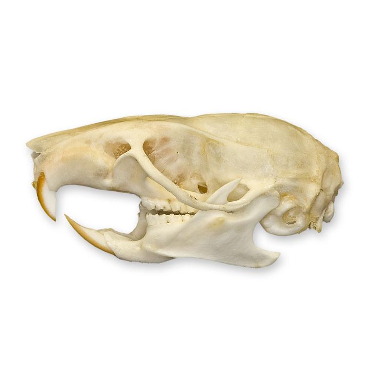 Authentic Rice Field Rat Skull - Real Animal Bone Specimen for Taxidermy, Oddity Collectors & Gothic Decor - Perfect for Halloween, Dark Academia & Curio Cabinets
