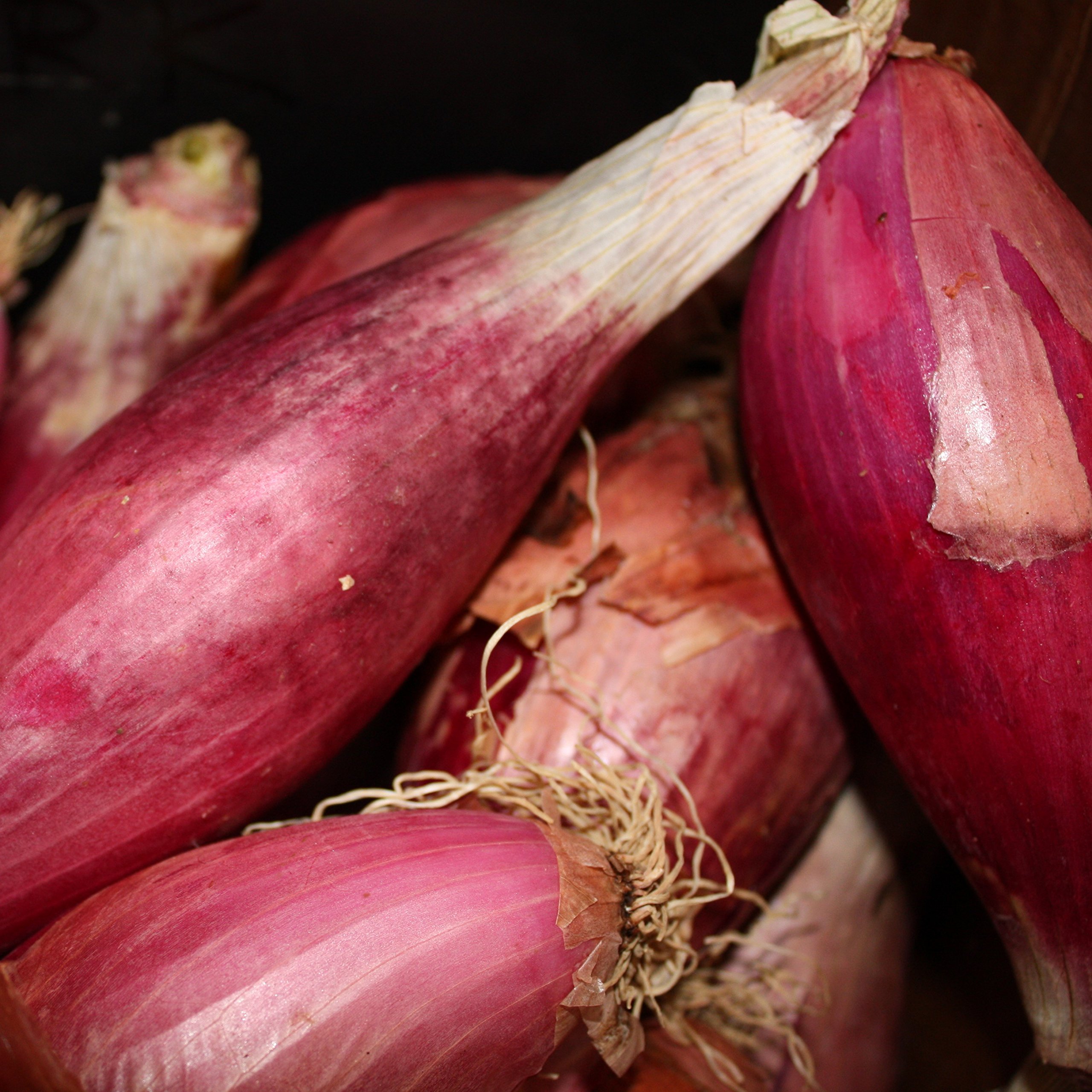 Red Long of Tropea Onion Seeds (Allium cepa) - 100 Count Capsule for Planting, Gardening & Storage - Perfect for Home Gardens, Urban Farming & Sustainable Agriculture