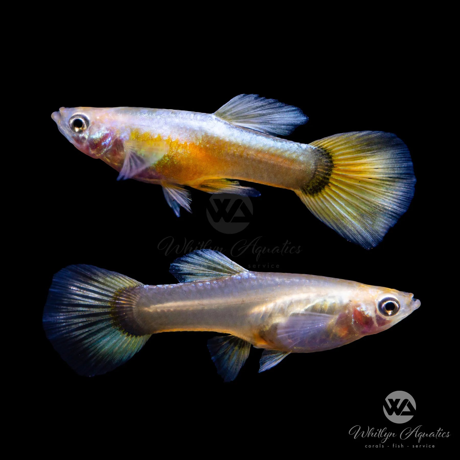 24K Gold Guppy Fish Pair - 1 Male & 1 Female Live Tropical Aquarium Fish for Freshwater Tanks | Perfect for Beginners, Community Aquariums & Breeding Projects