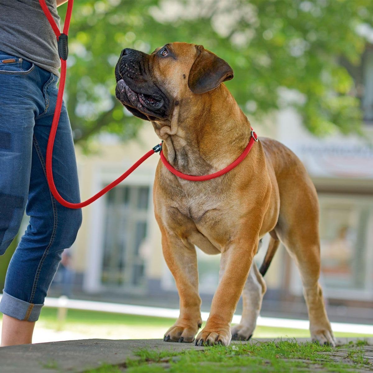 HUNTER Freestyle Retriever Dog Leash - 8mm x 170cm (5.6ft) Durable Training Lead for Medium to Large Dogs - Perfect for Walking, Running & Outdoor Adventures (Red)