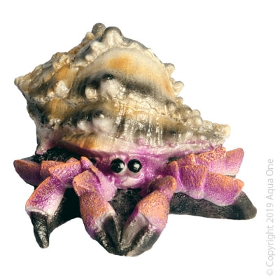 Aqua One Giant Hermit Crab Shell - 12 x 13 x 7.5cm Large Natural Home for Hermit Crabs - Perfect for Pet Crab Habitat & Terrarium Decor