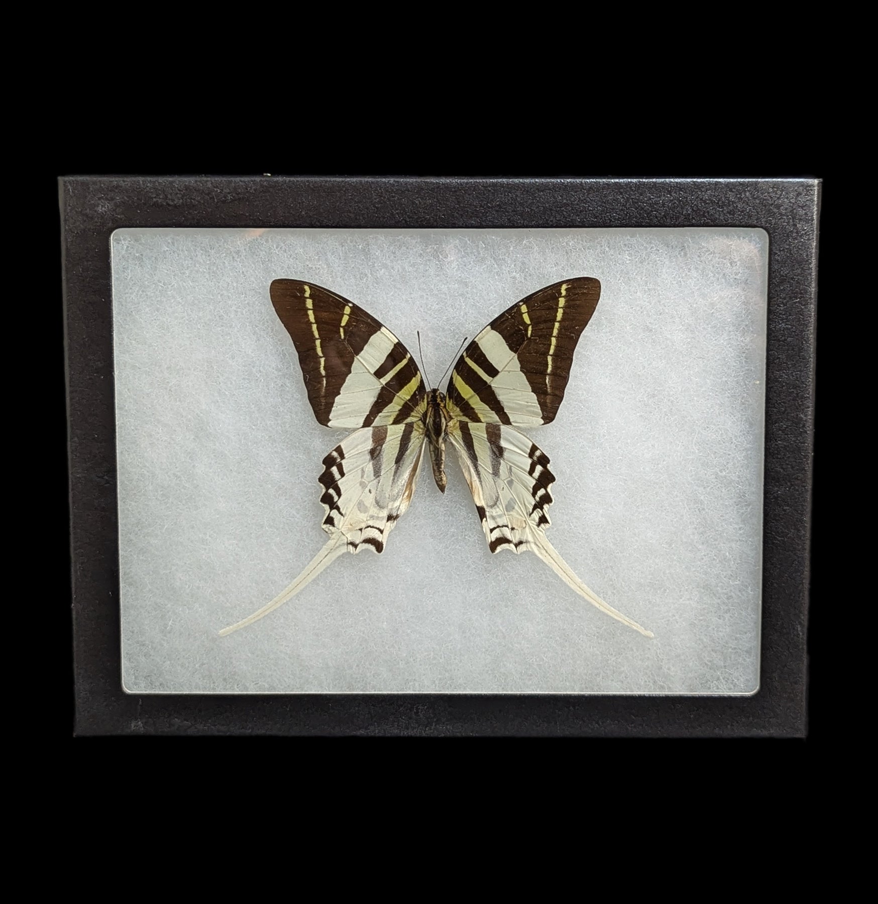 Graphium Androcles Butterfly Specimen - Framed Display for Home Decor, Classroom, or Entomology Collection - Real Mounted Butterfly for Science & Art Lovers