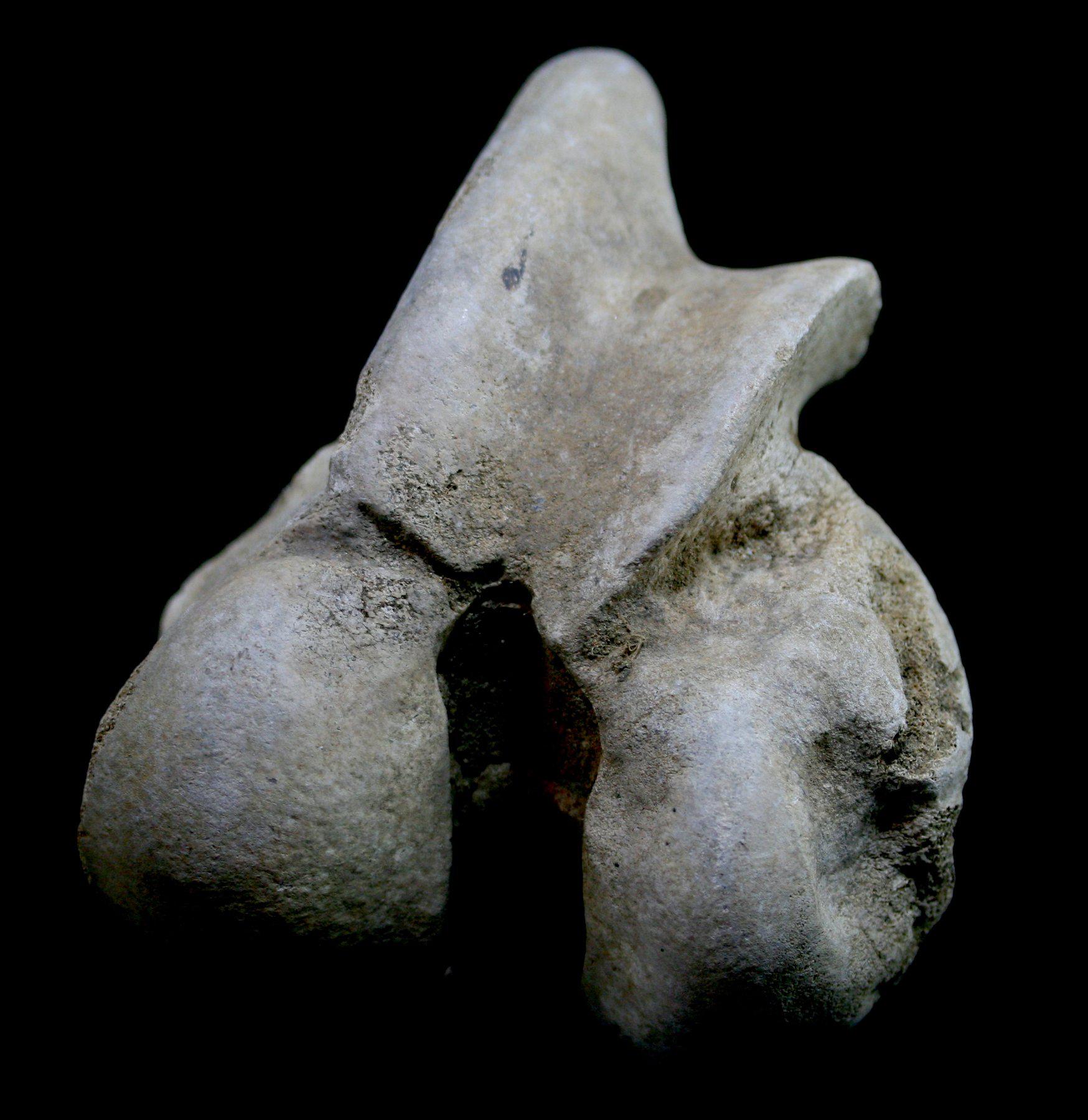 Authentic Woolly Mammoth Partial Humerus Fossil - Rare Ice Age Collectible for Paleontology Enthusiasts & Home Decor - Perfect for Science Classrooms, Museum Displays & Unique Gift Ideas