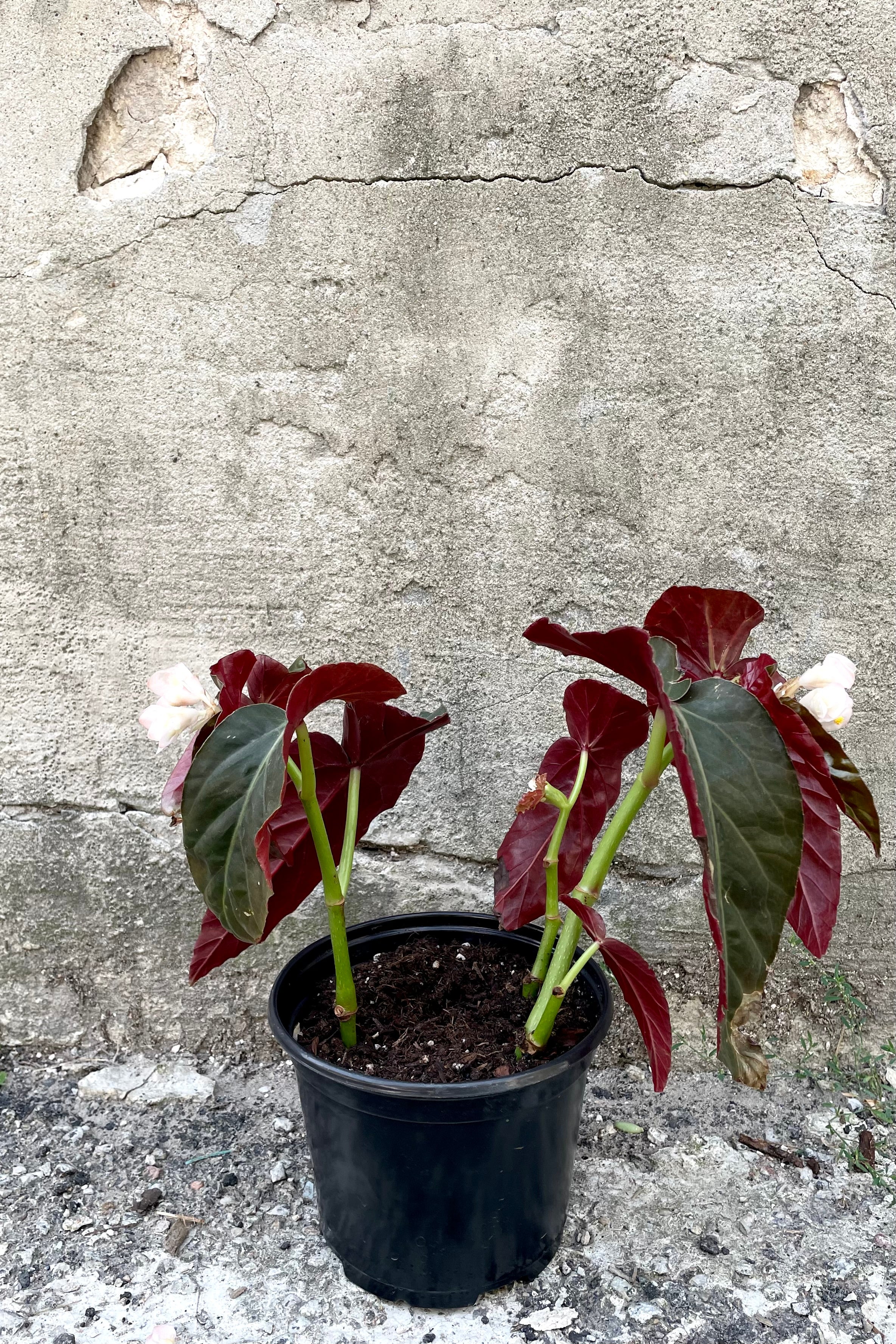 Angel Wing Begonia Plant - 6