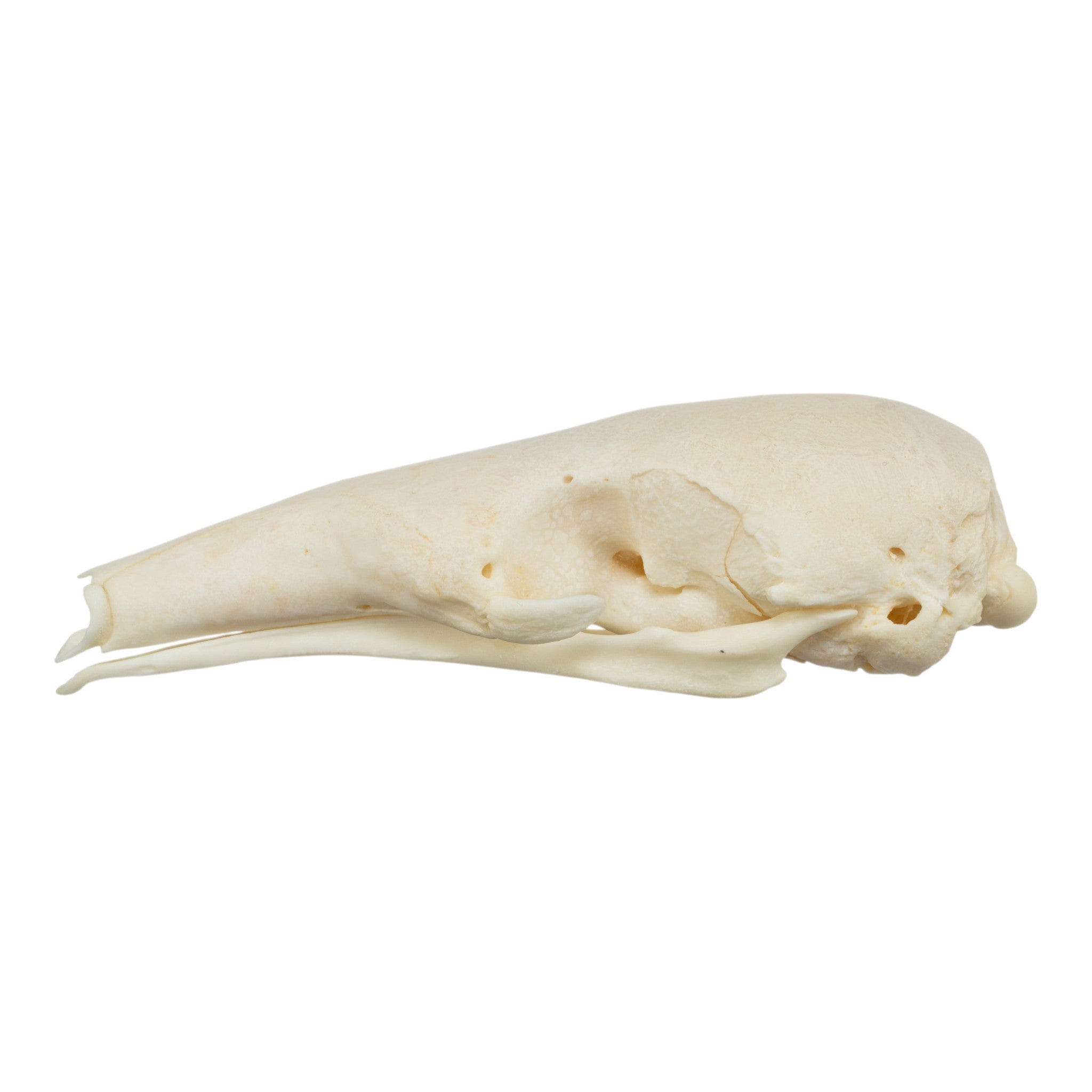 Authentic Tamandua Skull and Claws Set - Rare Collectible Specimen for Taxidermy, Science Education & Gothic Decor