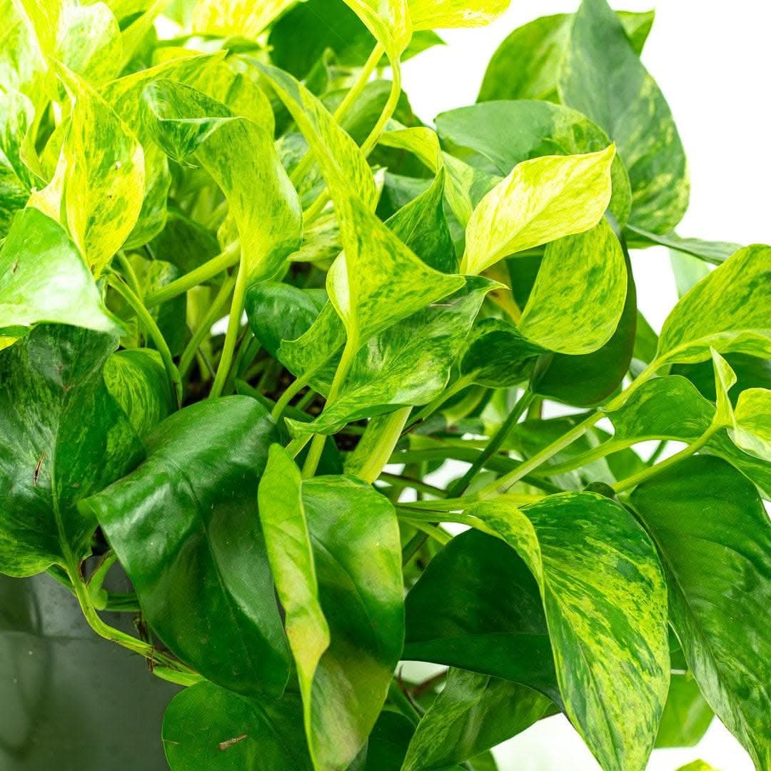 Marble Queen Pothos Plant - Live Indoor Houseplant with Variegated Leaves | Perfect for Home Decor, Office Spaces & Low-Light Areas