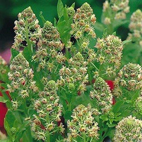 Sweet Mignonette Seeds - Fragrant Flowering Plant with Spiked Bloom Clusters (50 Seeds) for Gardens, Bouquets & Landscaping
