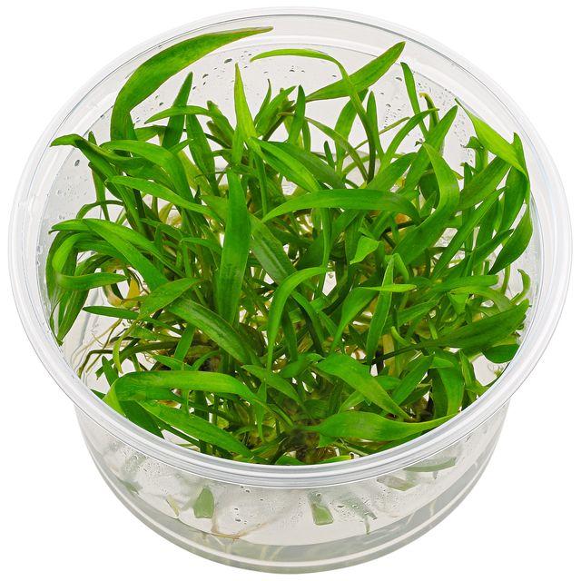 TCulture Cryptocoryne Lucens Aquatic Plant (TC Cup) - Perfect for Aquascaping, Fish Tanks & Freshwater Aquariums