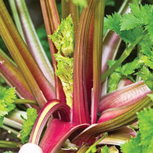 Organic Redventure Red Celery Seeds - Non-GMO Heirloom Variety (100 Count Bulk Pack) for Home Gardening, Urban Farming & Gourmet Cooking