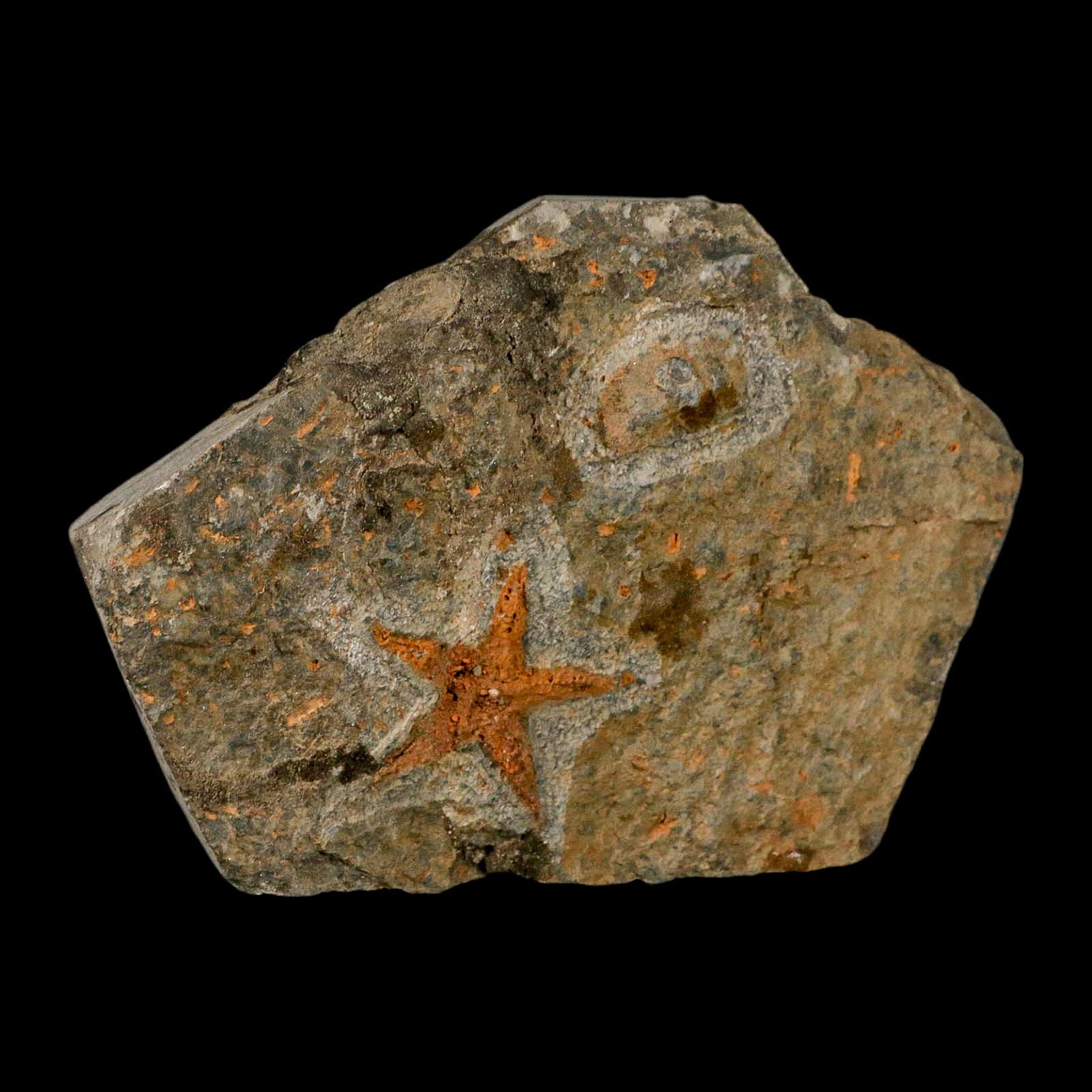 34MM Brittlestar Petraster Starfish Fossil - Ordovician Age Blekus Morocco with COA - Perfect for Fossil Collectors, Home Decor & Educational Displays