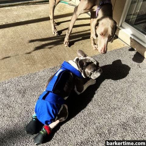 Royal Blue Dog Diaper Overall XXL - No Tail Hole - Made in USA - Perfect for Incontinent Dogs, House Training & Travel Protection