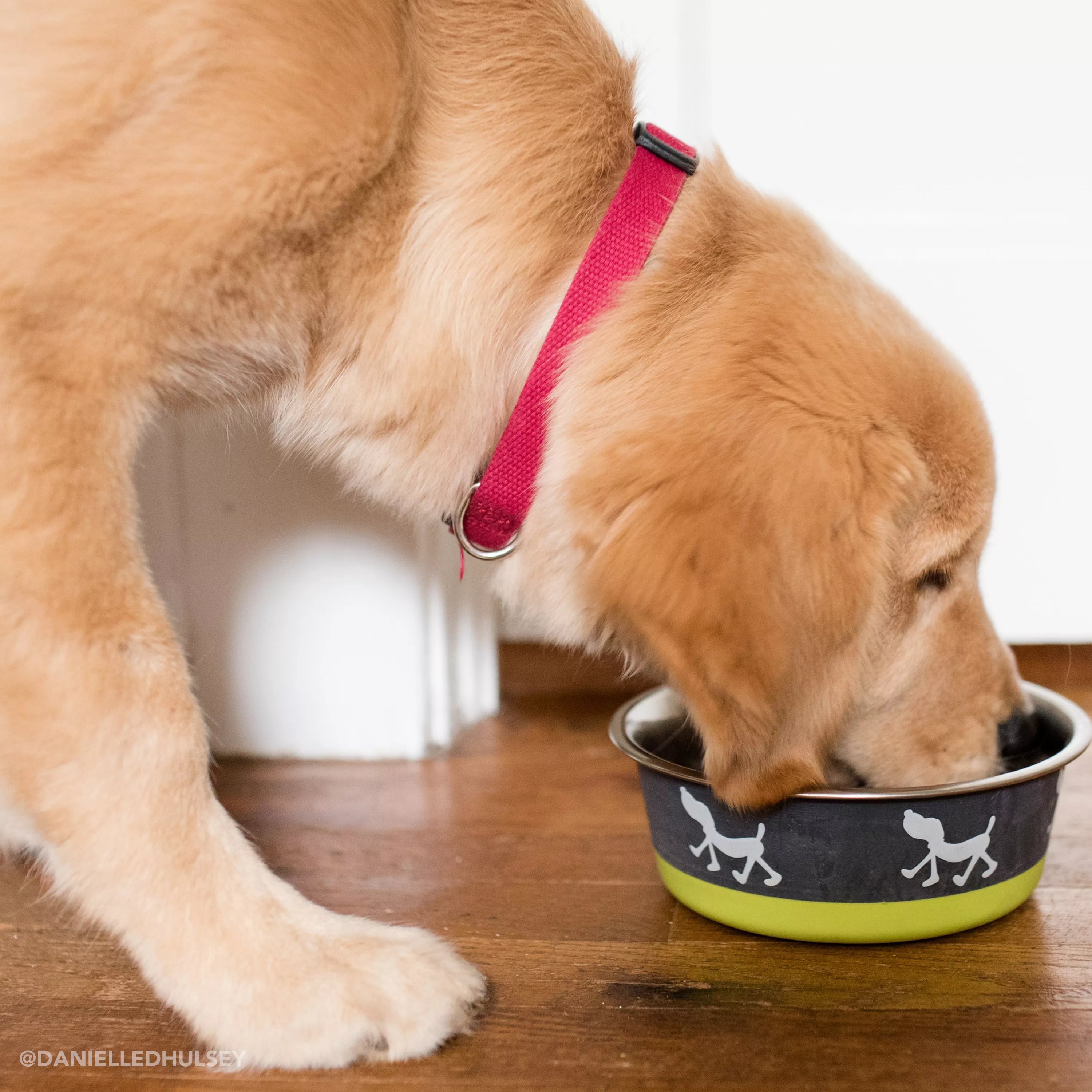 Bergan Plato Maslow Non-Slip Stainless Steel Dog Bowl in Blue - Durable Pet Food Dish for Small to Medium Dogs, Perfect for Home or Travel Use