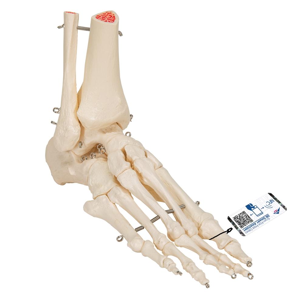Human Foot and Ankle Skeleton Model - Anatomical Study Tool for Medical Students, Doctors & Physical Therapists - Perfect for Classroom, Clinic & Home Study