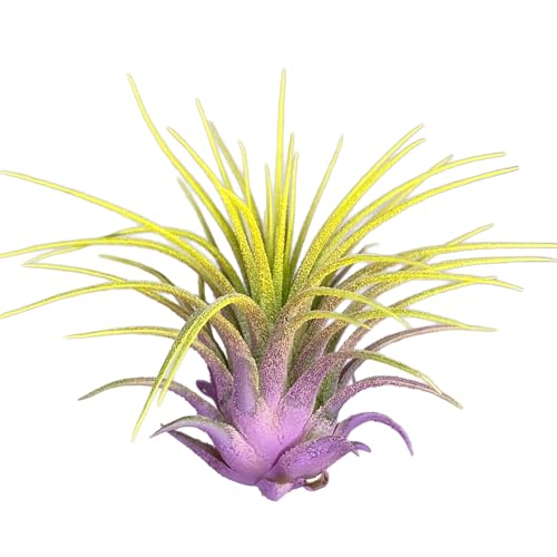Lavender/Yellow