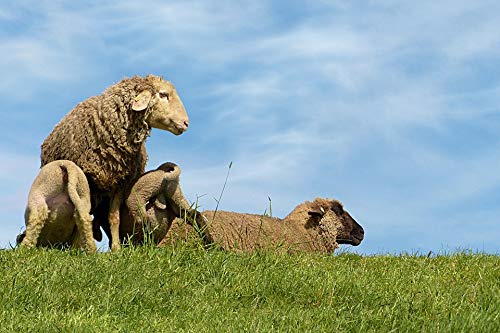 20x30 Inch Laminated Sheep Animal Poster - Vibrant Colors & High-Quality Print - Perfect for Home Decor, Nursery, Office & Gifts