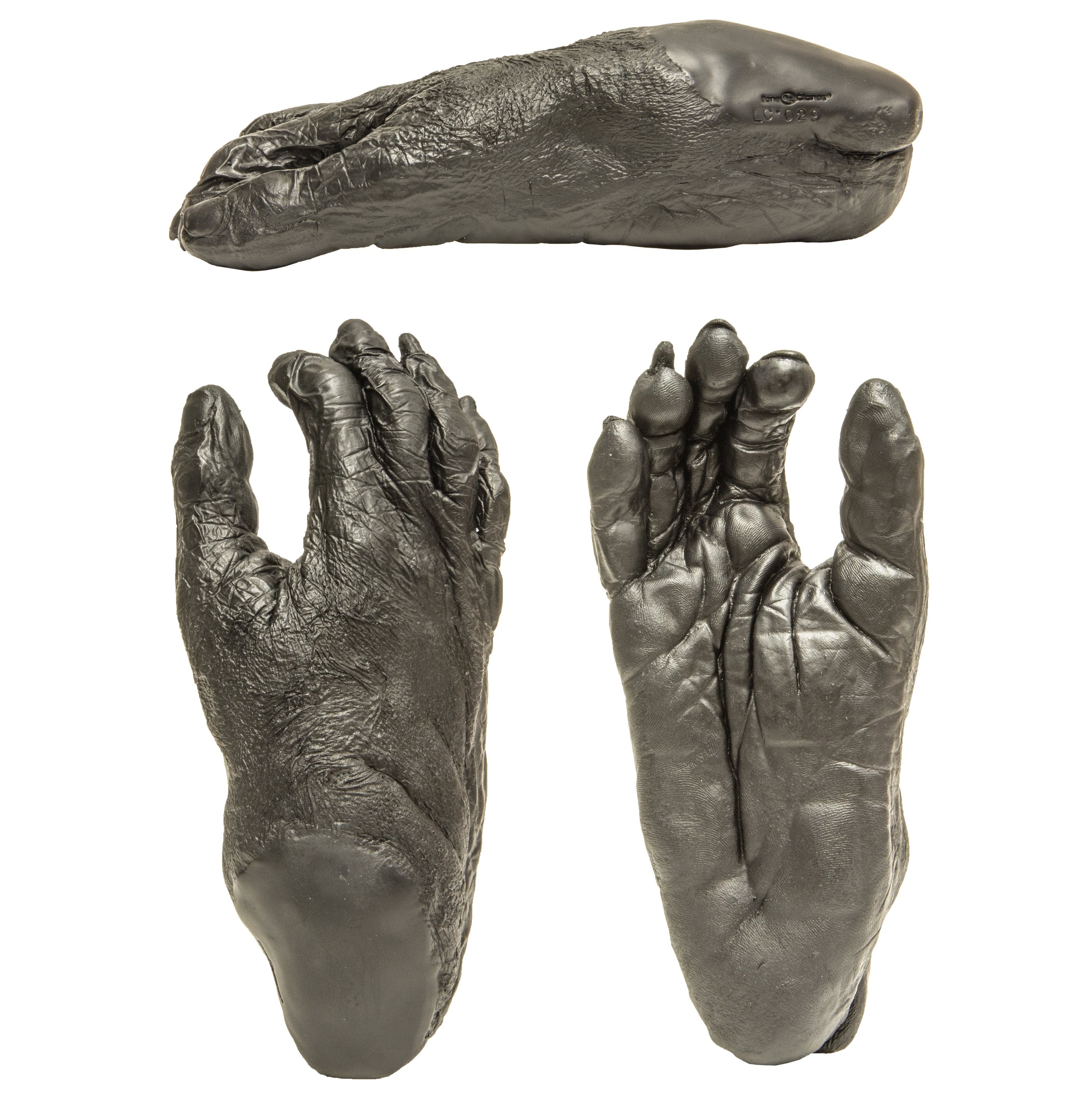 Authentic Replica Bonobo Right Foot - High-Quality Primate Model for Education, Research & Collectors | Perfect for Science Classrooms, Museum Displays & Animal Enthusiasts
