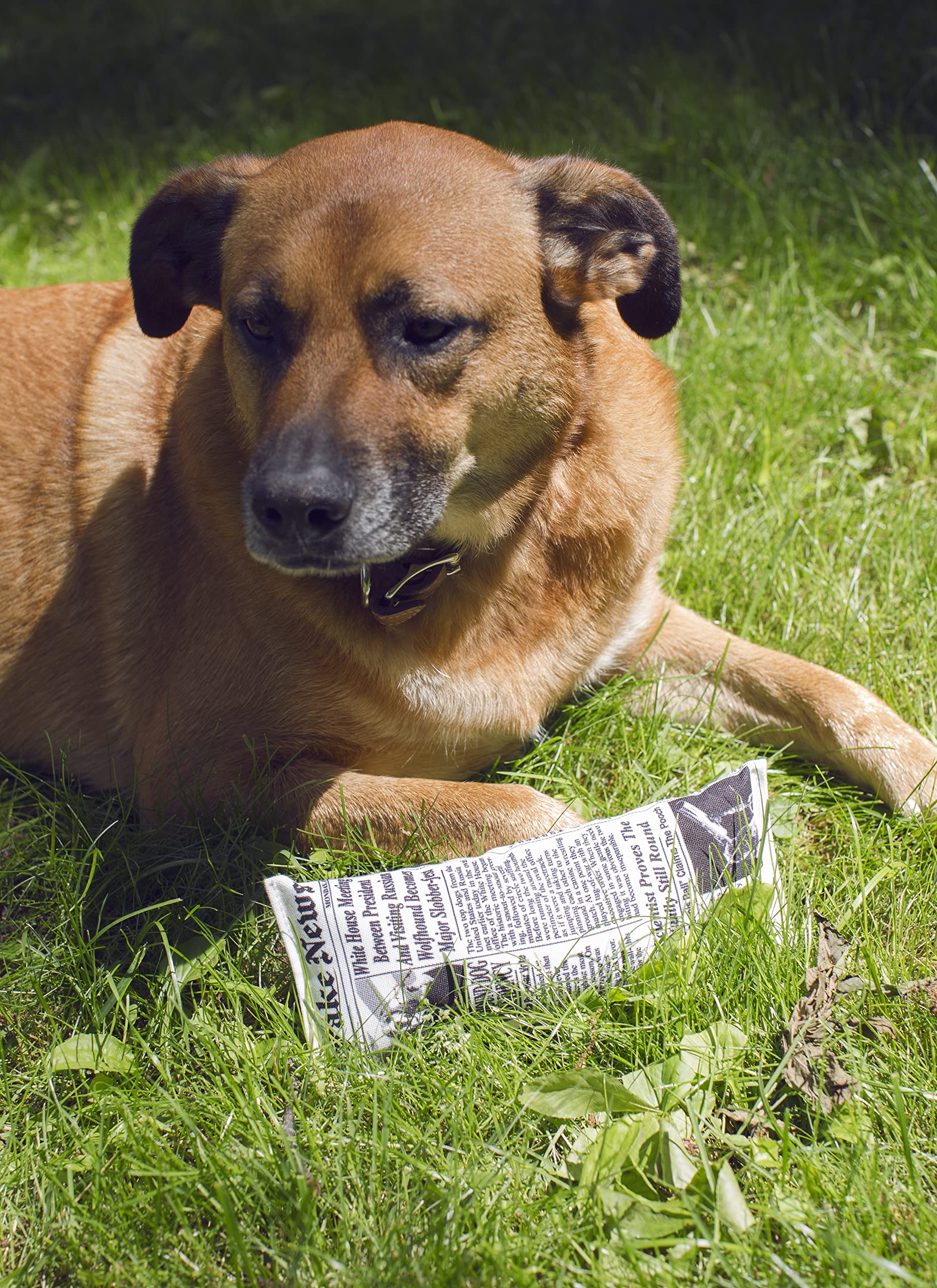 Kikkerland Kobe Fake News Print Squeaky Dog Toy - Fun Canvas Chew Toy for Small, Medium & Large Dogs - Interactive Play & Training Reward for Pets