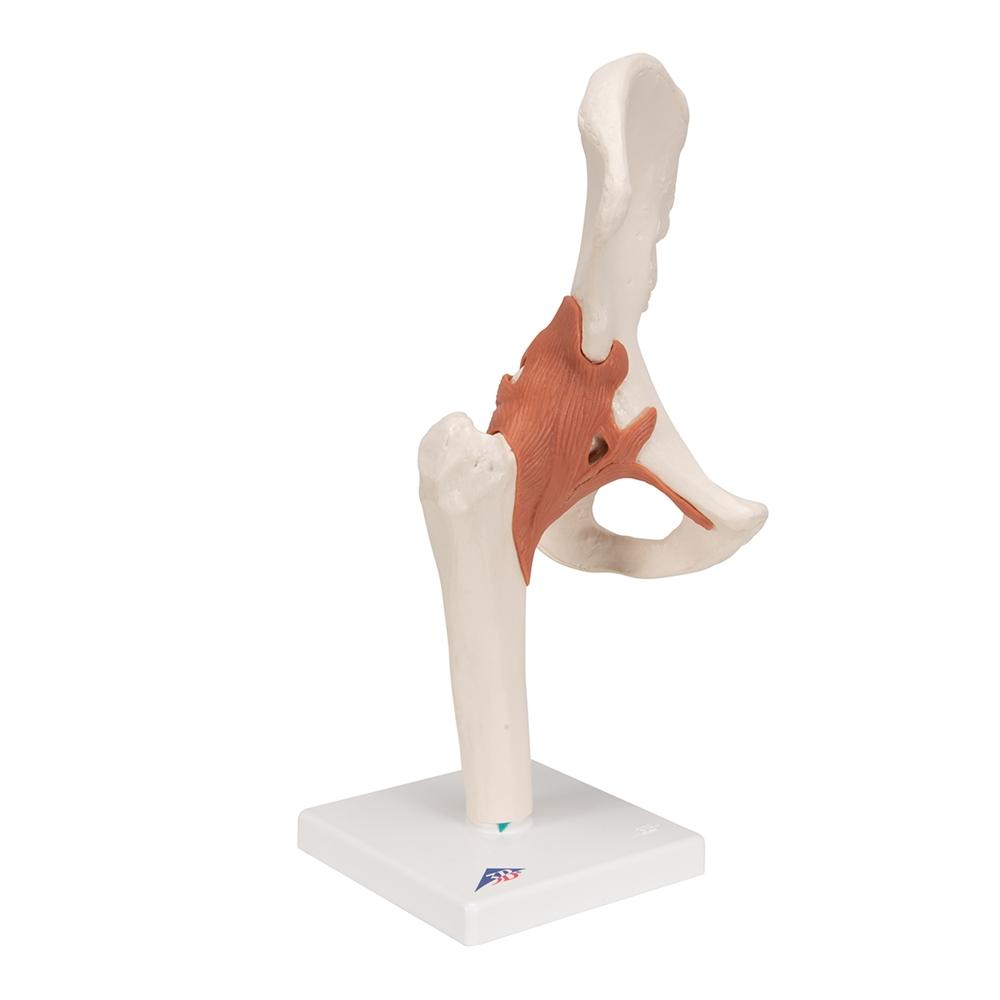 Functional Hip Joint Model - Anatomical Medical Demonstration Tool for Students & Professionals | Perfect for Classroom, Lab & Physical Therapy Training