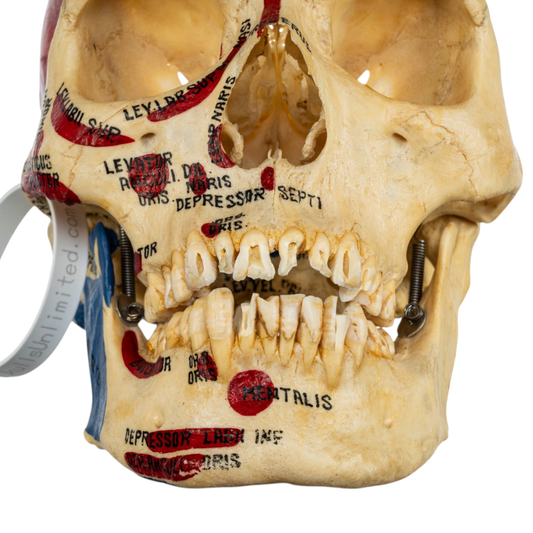 Authentic Real Human Skull Fragment - Hand-Painted Gothic Decor for Halloween, Medical Study & Dark Art Collections
