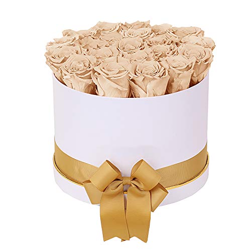 Luxury Long Lasting Preserved Roses in White Box - Champagne Color Eternal Flowers for Anniversary, Wedding, Valentine's Day Gift & Home Decor