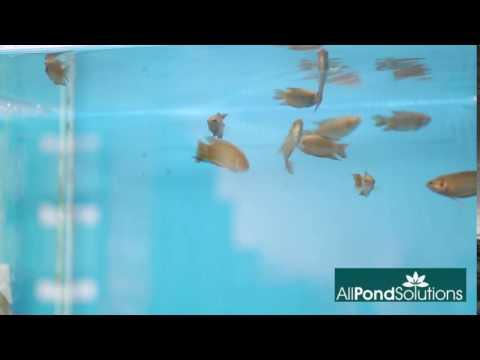 Macropodus Opercularis (Paradise Fish) - Live Freshwater Aquarium Fish for Home & Office Tanks | Perfect for Community Aquariums & Beginners
