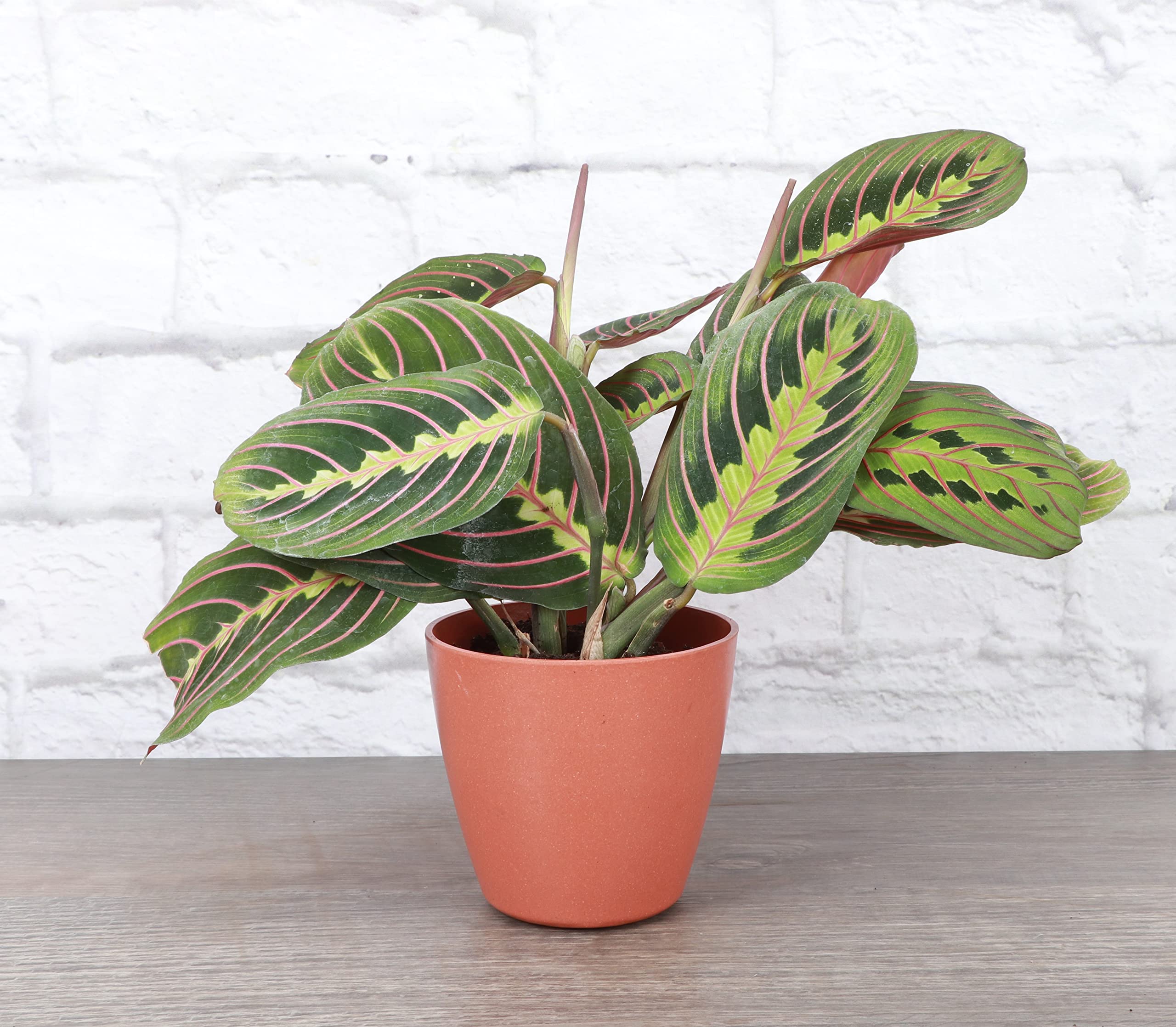 Thorsen's Red Prayer Plant (Maranta) - 4