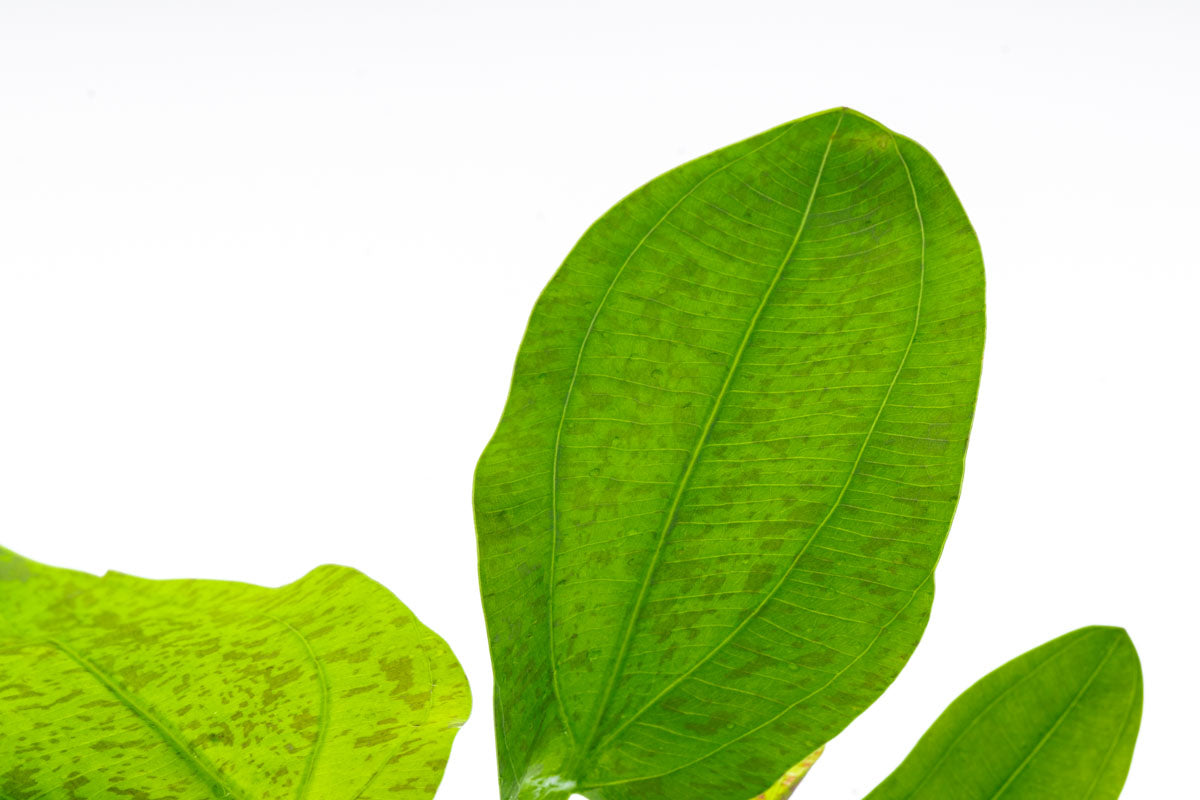 Echinodorus Python Live Aquarium Plant - Freshwater Aquatic Plant for Fish Tanks, Ponds & Aquascaping | Perfect for Beginners & Planted Aquariums