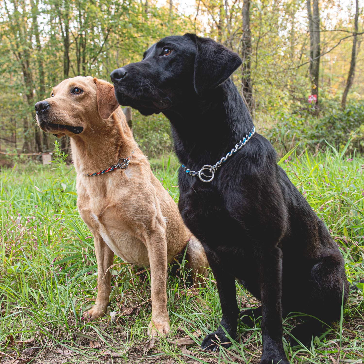 Premium Laced Chain Slip Dog Collar - Adjustable & Stylish Pet Collar for Small to Medium Dogs - Perfect for Training, Walks & Everyday Use