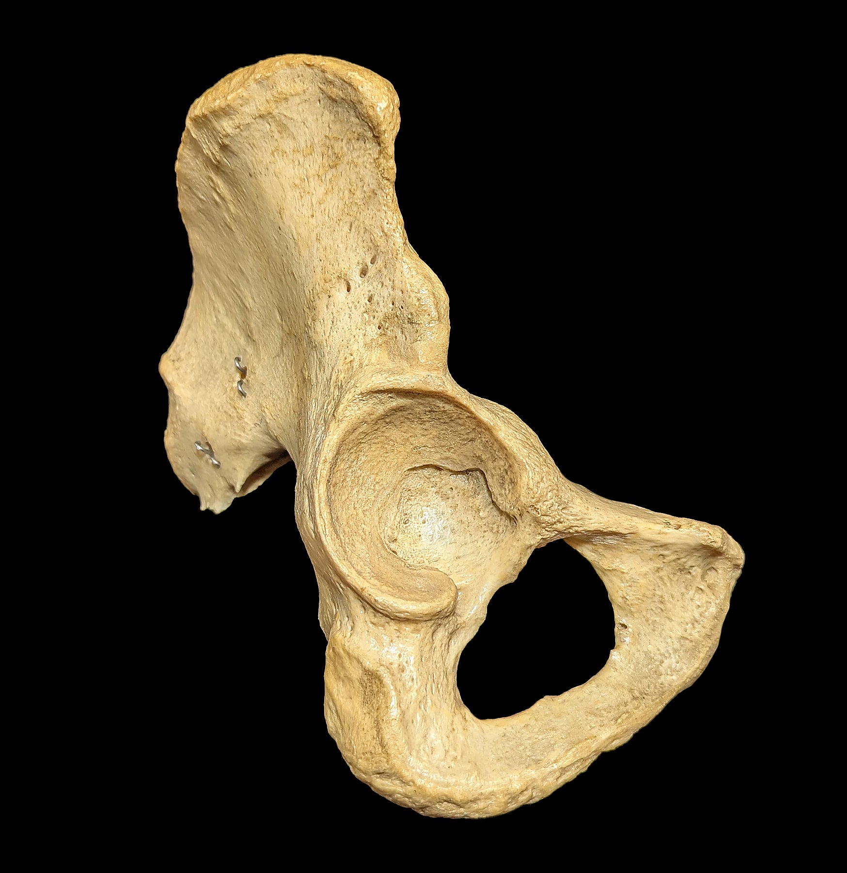 Human Ilium Bone - Authentic Anatomical Specimen for Medical Study, Science Education & Collectors | Perfect for Classroom Demonstrations, Research & Oddity Collections