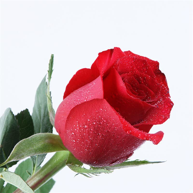 Premium Freedom Red Roses Seedlings - 2 Pack Live Rose Plants for Home Garden, Yard & Indoor Decor | Easy to Grow, No Pots Included | Perfect for Wedding Gifts, Landscaping & DIY Floral Arrangements
