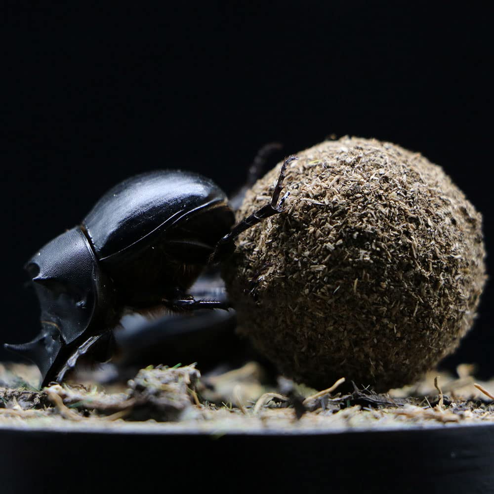 Dung Beetle Insect Specimen in Glass Display Case - Realistic Taxidermy Micro-Landscape for Science Education, Home Decor & Unique Gift Ideas | Perfect for Entomology Collectors, Nature Lovers & Classroom Displays