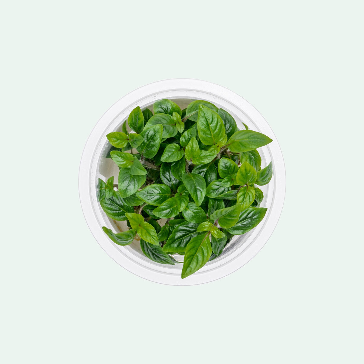 Staurogyne Bihar Aquatic Plant for Freshwater Aquariums - Perfect for Aquascaping, Fish Tanks & Nano Tanks