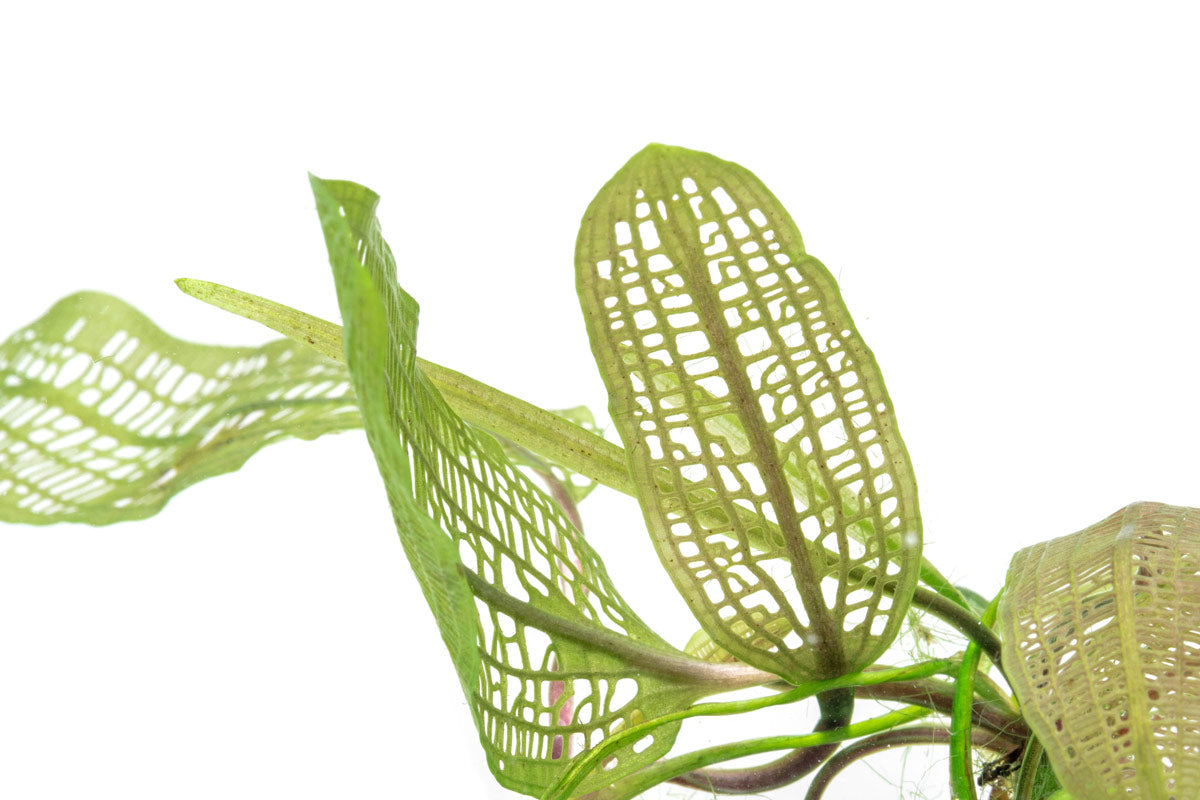 Buy Aponogeton Madagascariensis - Lace Leaf Aquatic Plant for Freshwater Aquariums | Perfect for Fish Tanks, Aquascaping & Water Gardens