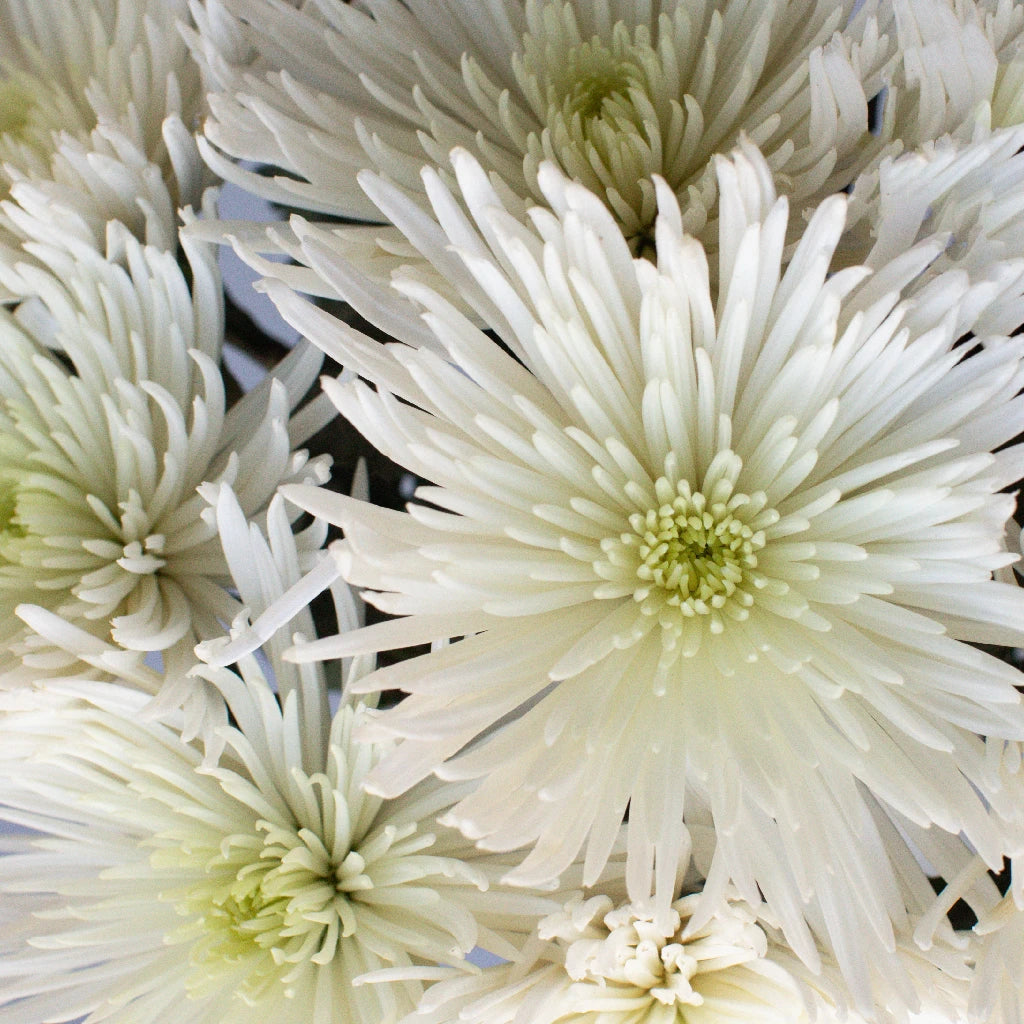 Anastasia White Spider Mum Flowers - Premium Artificial Silk Flowers for Home Decor, Wedding Bouquets, and Floral Arrangements