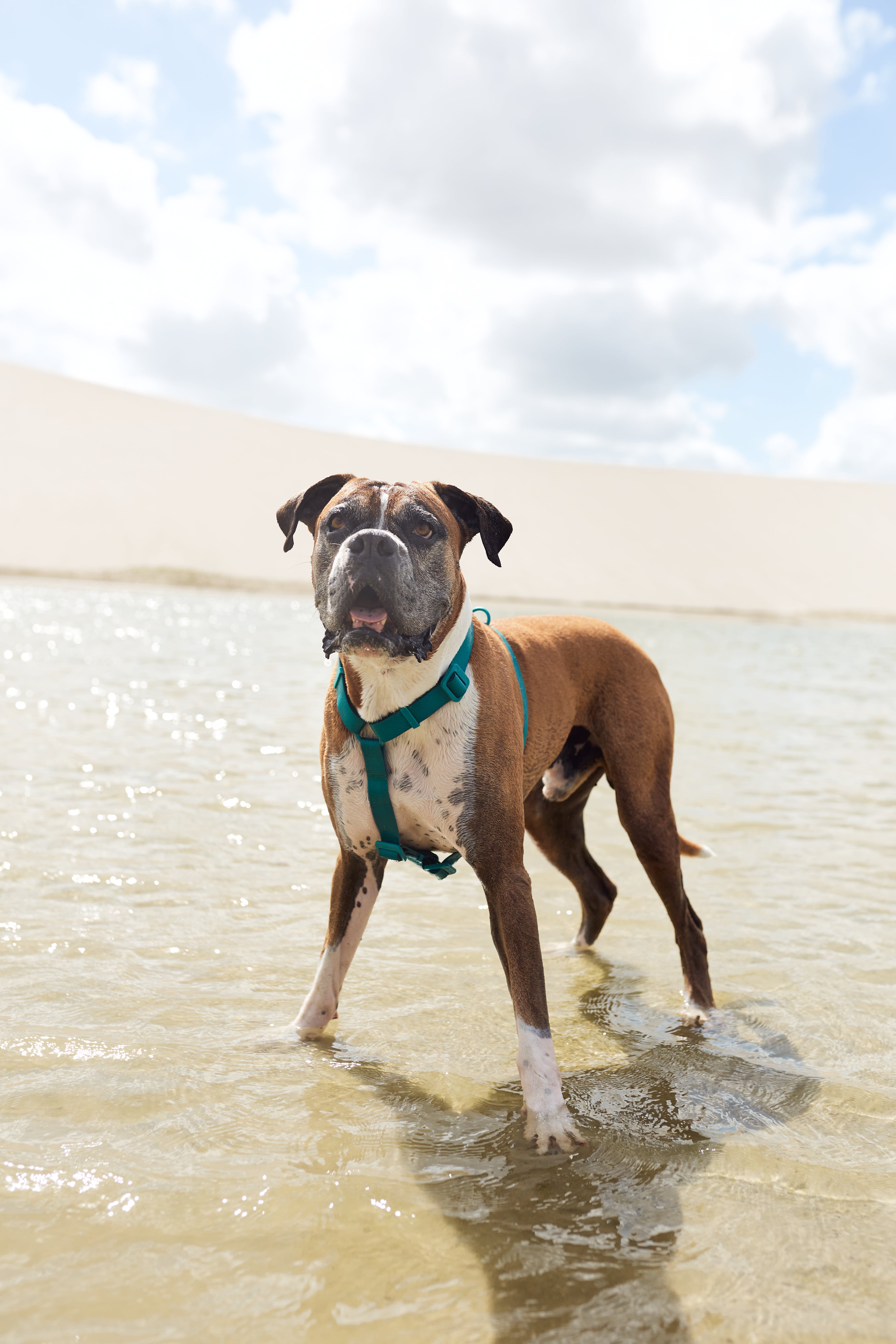 Neopro Amazonia Dog Collar by Zee.Dog - Durable & Stylish Pet Collar for Small, Medium & Large Dogs - Perfect for Walking, Training & Outdoor Adventures