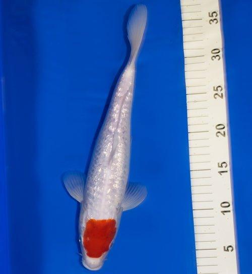 Premium Gin Rin Tancho Kohaku Koi Fish 10-12 Inch - Perfect for Outdoor Ponds, Water Gardens & Koi Collections