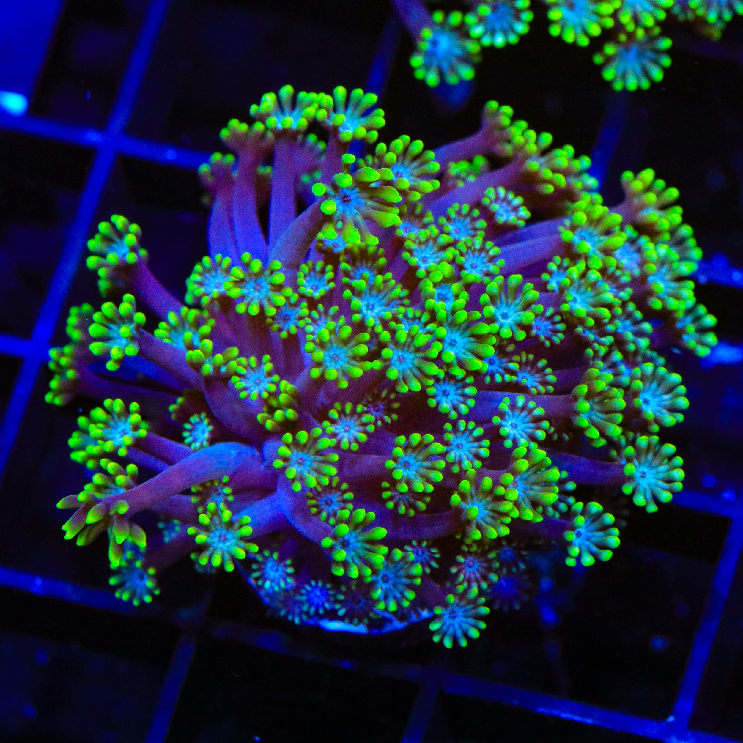 Bright Eye Alveopora Coral for Saltwater Aquariums - Vibrant Coral for Reef Tanks, Marine Aquascaping & Coral Propagation
