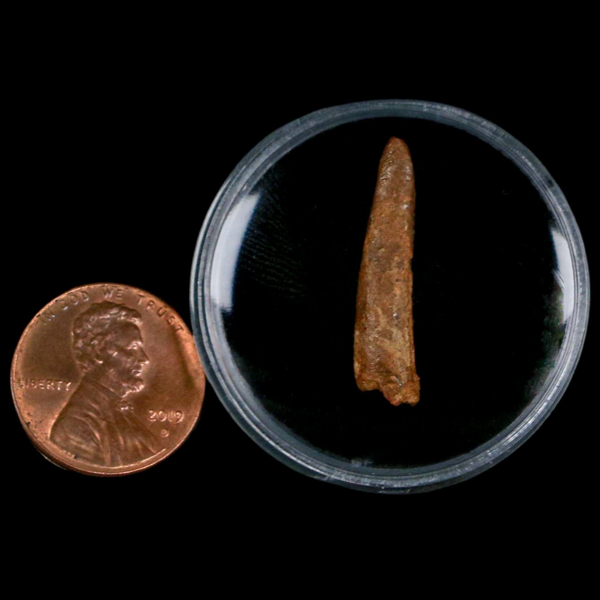Authentic Pterosaur Coloborhynchus Fossil Tooth - Upper Cretaceous Era - Morocco - Includes COA - Perfect for Paleontology Collections & Dinosaur Enthusiasts - Great Display Piece for Museums, Classrooms, or Home Decor