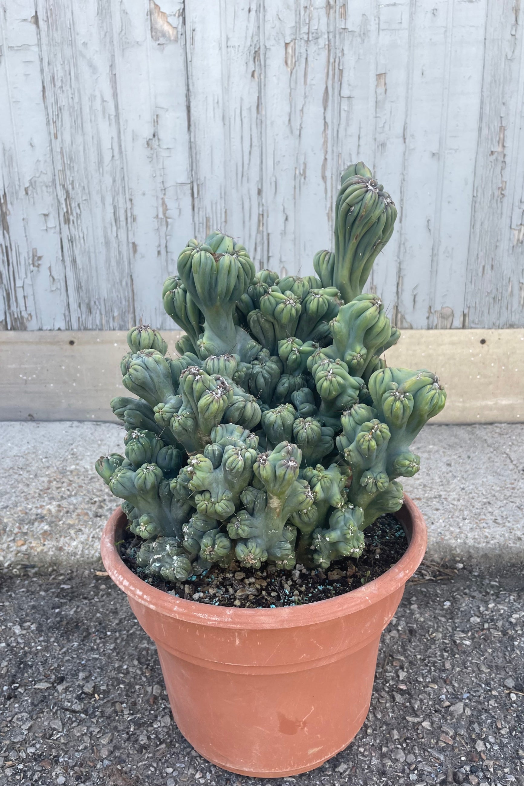 Rare Cereus Forbesii 'Monstrose' Cactus - 10