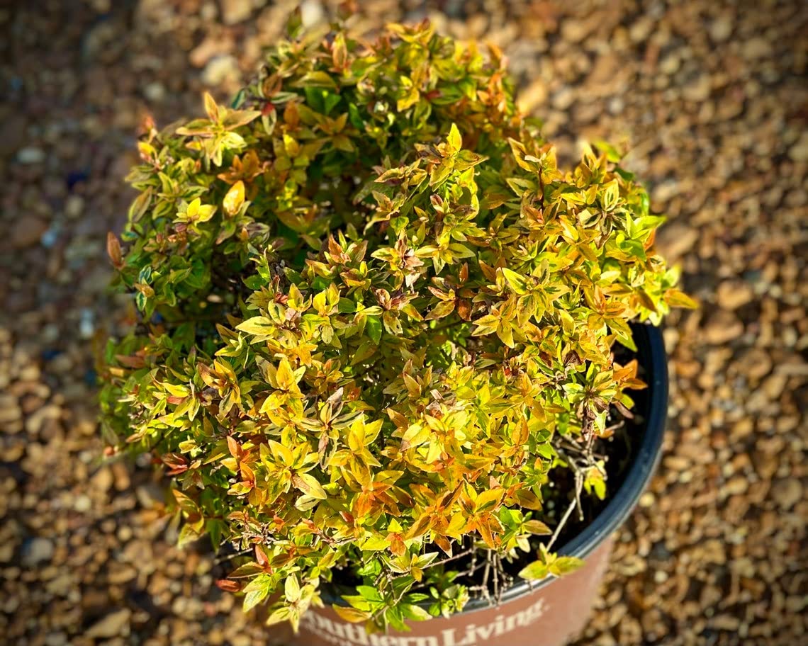 Kaleidoscope Abelia Plant - 3 Gallon Container | Colorful Evergreen Shrub for Landscaping, Hedges & Garden Borders
