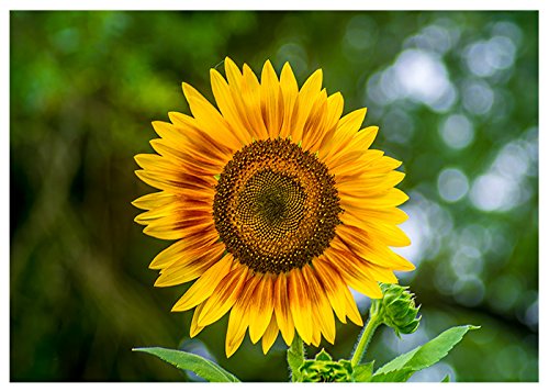 Sunflower Happy Birthday Greeting Card - Floral Birthday Card with 'Happy Birthday!' Message Inside - Perfect for Summer Birthdays, Parties & Celebrations