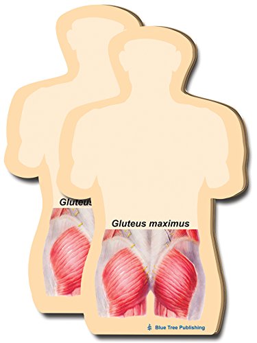 Gluteus Maximus