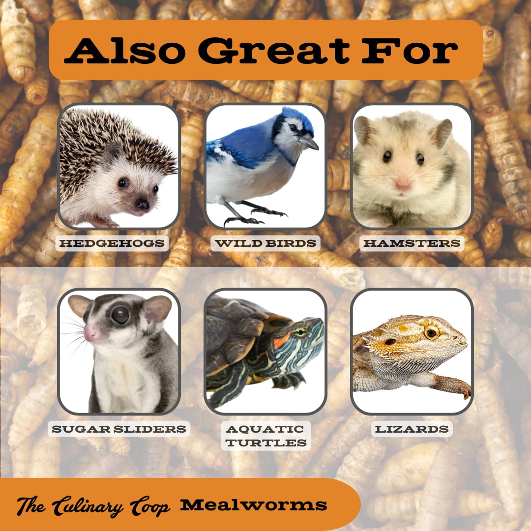 Fluker's Culinary Coop Premium High-Protein Dried Mealworms - 10lb Bulk Chicken Treats for Birds & Reptiles | Nutritious Pet Food Supplement for Backyard Chickens, Wild Birds & Exotic Pets