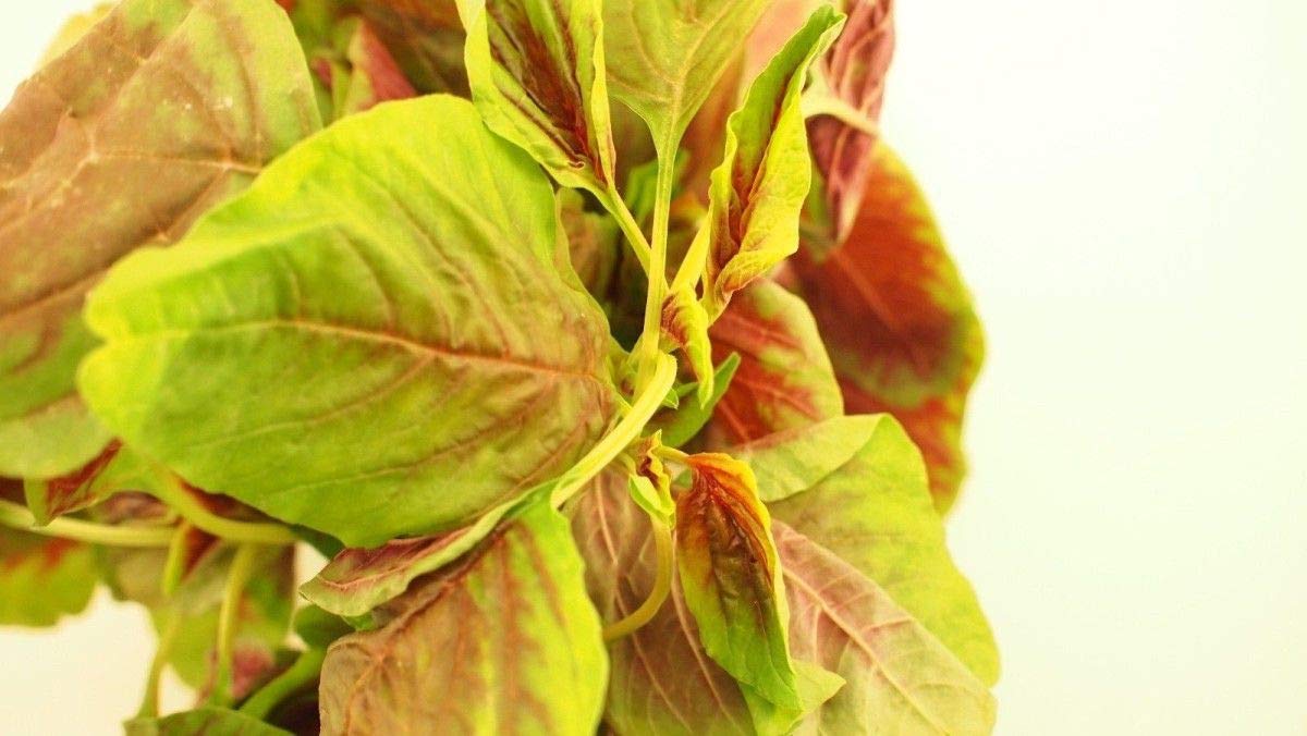 High-Protein Iron & Vitamin-Rich Seeds - More Calcium Than Milk (25 Seeds) | Perfect for Smoothies, Salads & Healthy Snacks